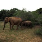 Sri Lanka Itinerary For 7 Days