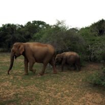 Sri Lanka Itinerary For 7 Days