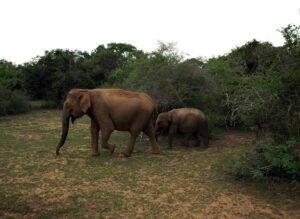 Sri Lanka Itinerary For 7 Days