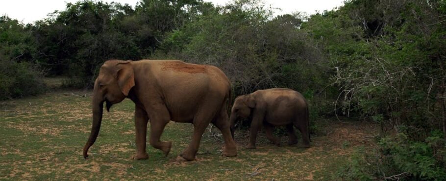 Sri Lanka Itinerary For 7 Days