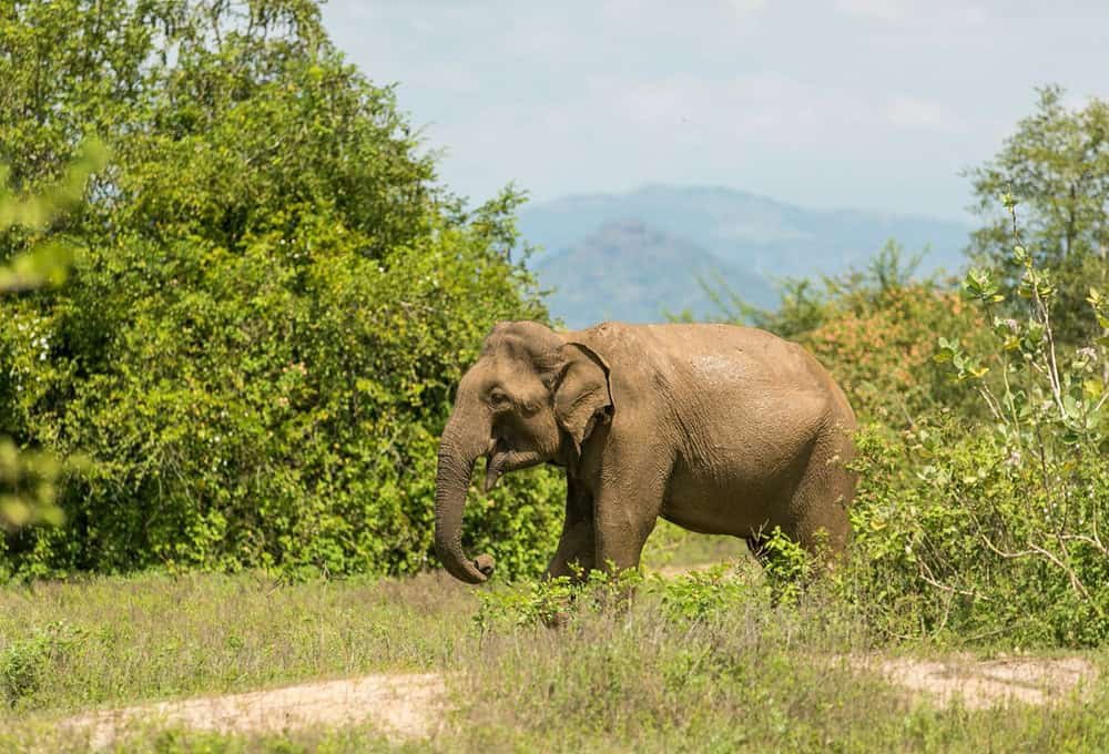 Udawalawe safari package Sri Lanka